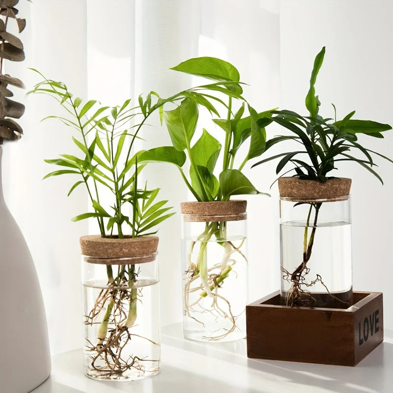 Glass Hydroponic Propagation Vase | Desktop Plant Station | 1 or 2 Pcs