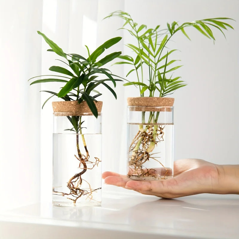 Glass Hydroponic Propagation Vase | Desktop Plant Station
