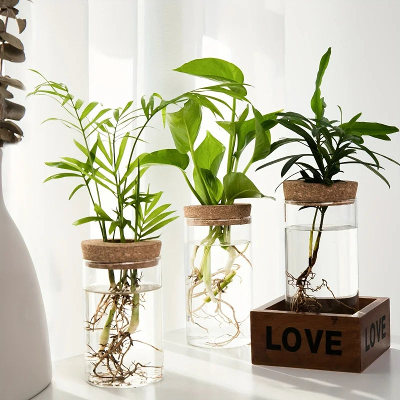 Glass Hydroponic Propagation Vase | Desktop Plant Station