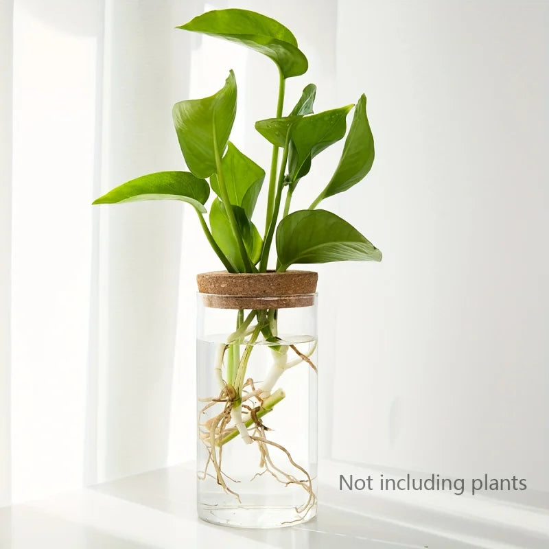 Glass Hydroponic Propagation Vase | Desktop Plant Station