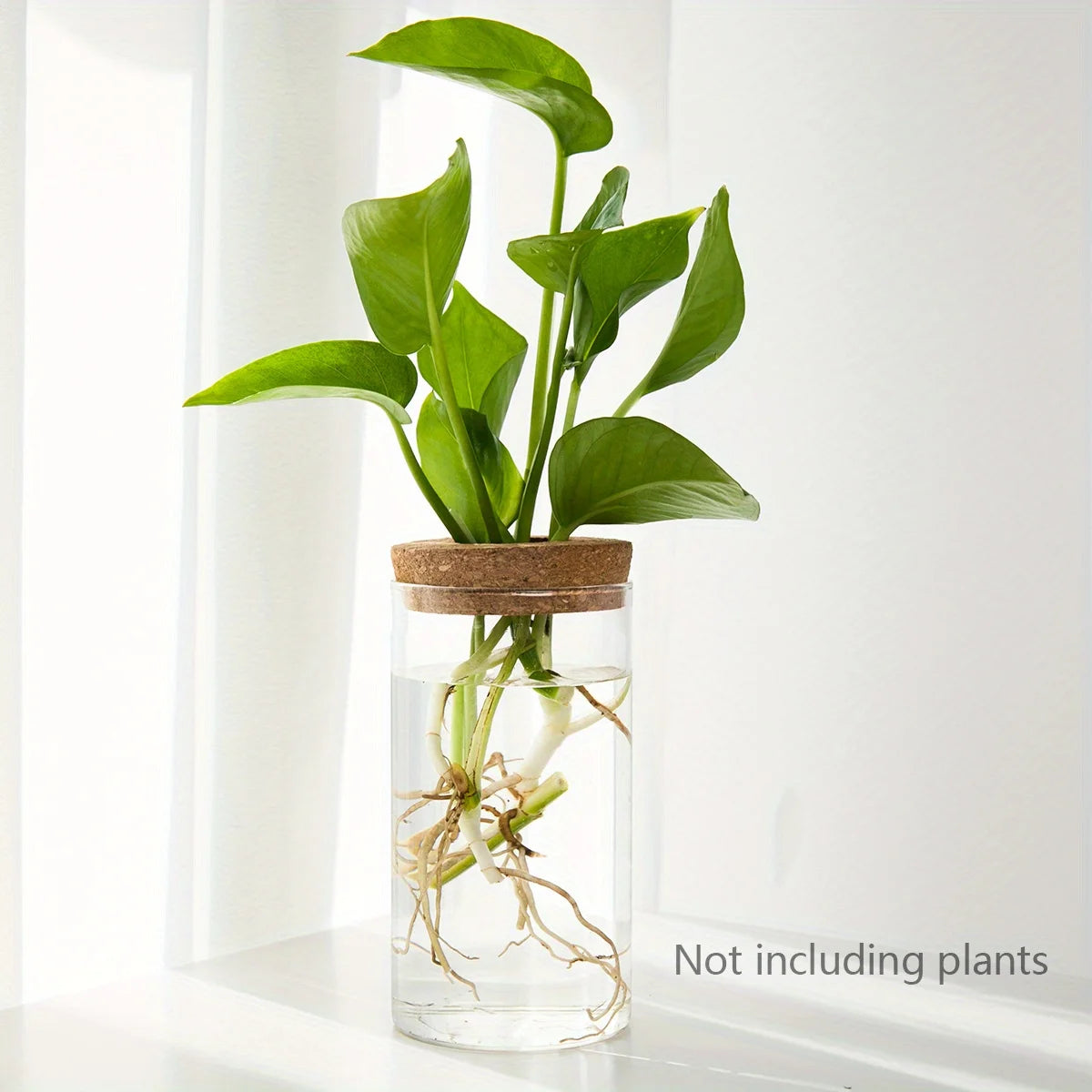 Glass Hydroponic Propagation Vase | Desktop Plant Station | 1 or 2 Pcs